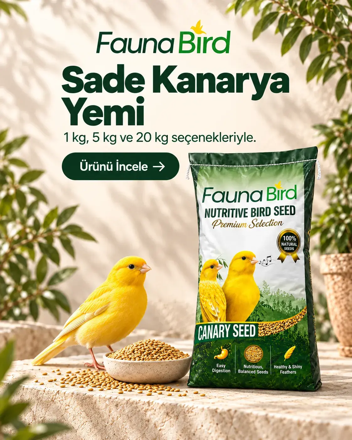 Fauna Bird Sade Kanarya Yemi