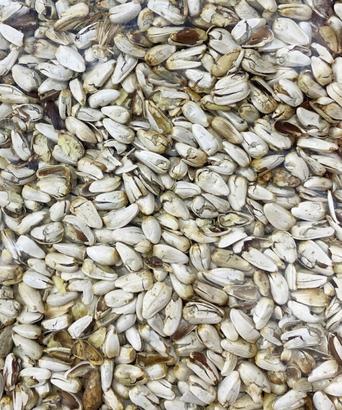Aspir (Çatlatılmış) Kuş Yemi 1 Kg - 1