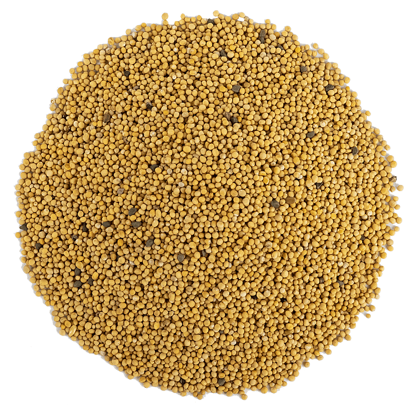 Hardal Tohumu Kuş Yemi 1 Kg Sarı - 1