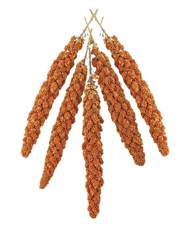 Kızıl Dal Darı Kuş Yemi 15 Kg - 1